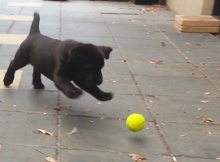 German Shepherd Puppy Playing Tennis Ball