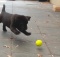 German Shepherd Puppy Playing Tennis Ball