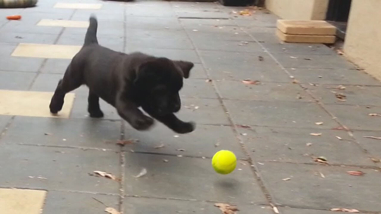 German Shepherd Puppy Playing Tennis Ball