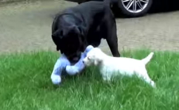 white-labrador-dog-puppy-56