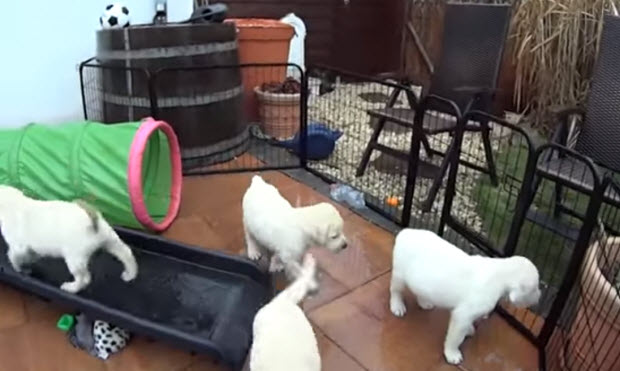 white-labrador-puppies playing