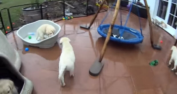 white-labrador-puppies playing