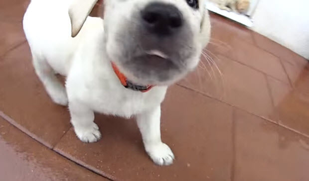 white-labrador-puppies playing