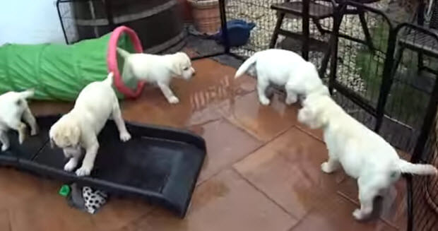 white-labrador-puppies playing