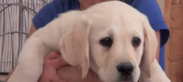 white-labrador-puppy-with-kid