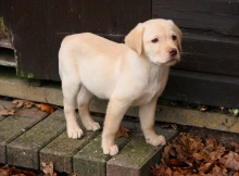 cute yellow lab puppy