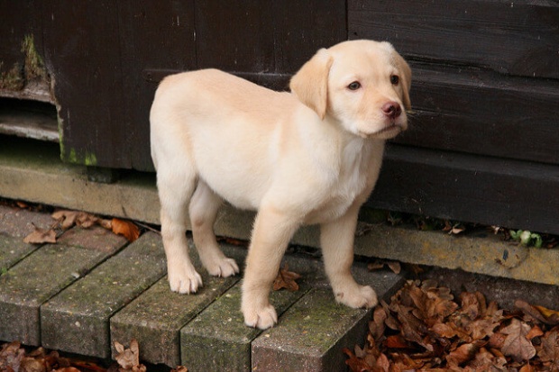 cute yellow lab puppy