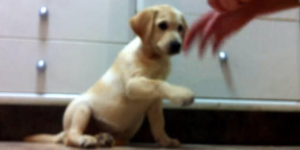 yellow-lab-puppy-getting-treats-1