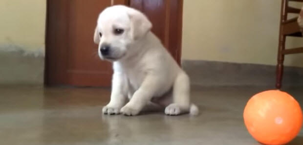 yellow-lab-puppy-playing-with-ball-1