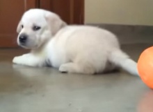 yellow-lab-puppy-playing-with-ball