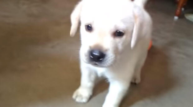 yellow-lab-puppy-playing-with-ball-3