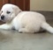 yellow-lab-puppy-playing-with-ball