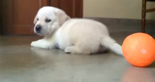 yellow-lab-puppy-playing-with-ball