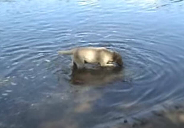 yellow-lab-relaxing-1