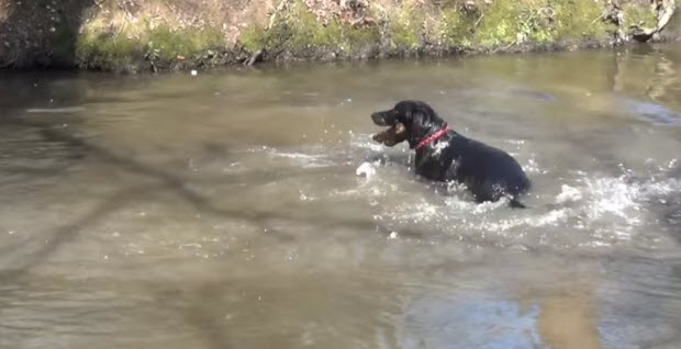 black lab fetching