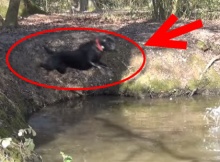 black labrador fetching and swimming