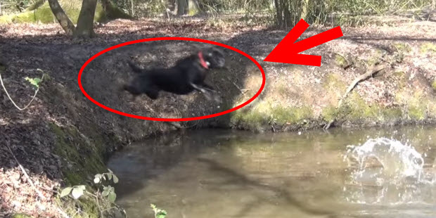 black labrador fetching and swimming