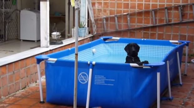 black-lab-puppy-in-pool