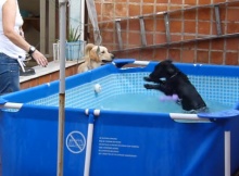 black-lab-puppy-in-pool