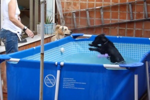 black-lab-puppy-in-pool
