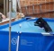 black-lab-puppy-in-pool