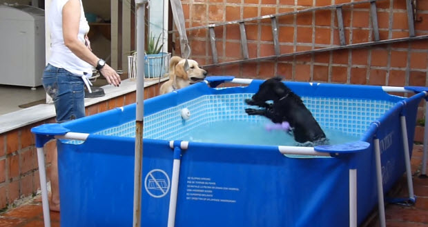black-lab-puppy-in-pool