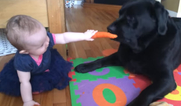 black labrador with carrot and baby