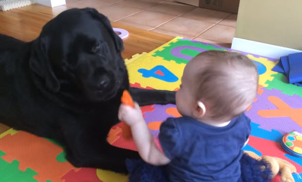 black labrador with carrot and baby