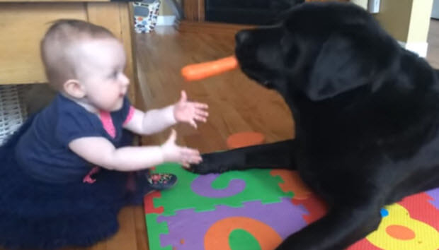 black labrador with carrot and baby