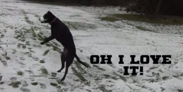 black labrador first snow