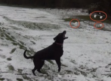 black labrador first snow