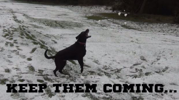 black labrador first snow