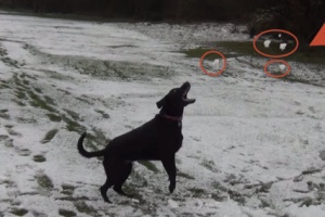 black labrador first snow