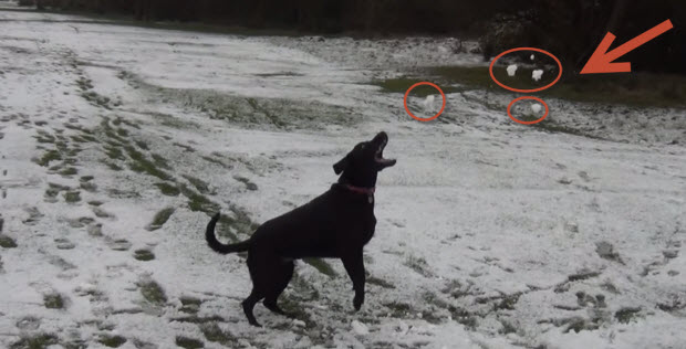 black labrador first snow