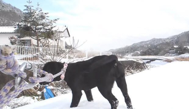 black-labrador-puppy-in-mountain-snow-3