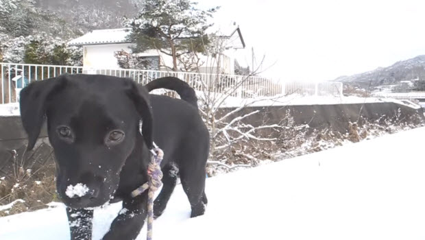 black-labrador-puppy-in-mountain-snow