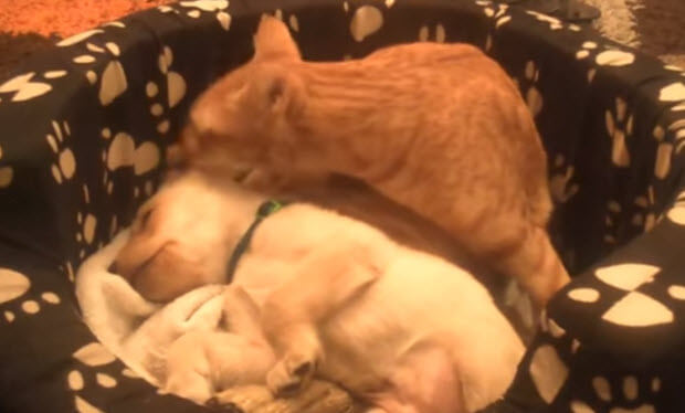 cat licks lab puppy