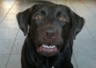 choc labrador says mama