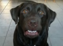 choc labrador says mama