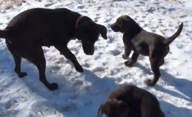 choc-labrador-puppies-playing-in-snow-1