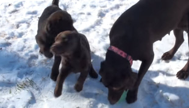 choc-labrador-puppies-playing-in-snow-2
