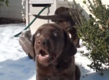 choc-labrador-puppies-playing-in-snow