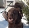 choc-labrador-puppies-playing-in-snow