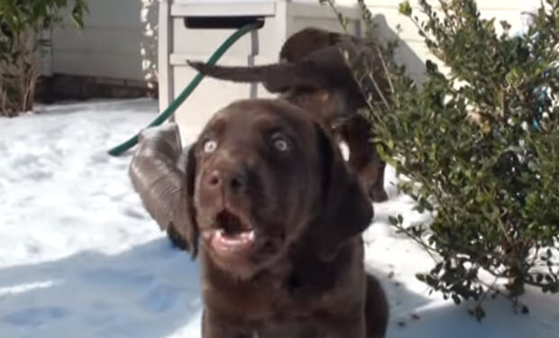 choc-labrador-puppies-playing-in-snow