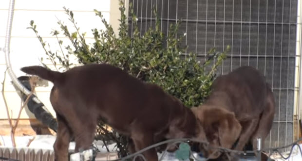 choc-labrador-puppies-playing-in-snow-5