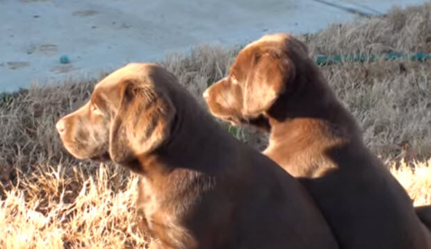 choc-labrador-puppies-playing-in-snow-6