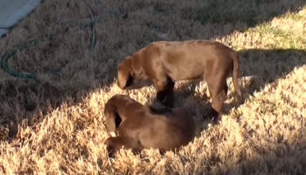 choc-labrador-puppies-playing-in-snow-7