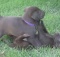 choc lab puppies