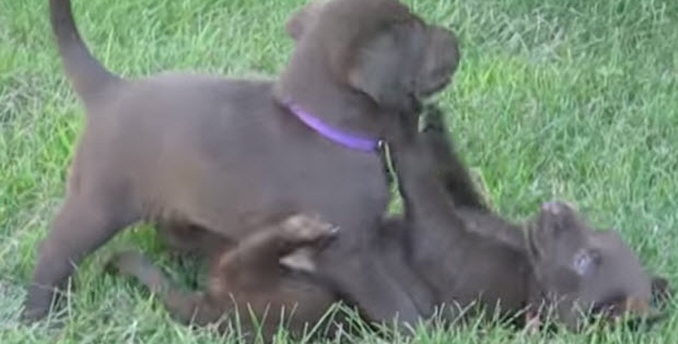 choc lab puppies
