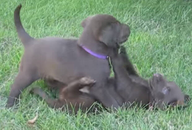 choc lab puppies